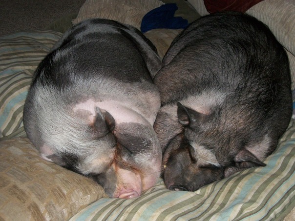 طن من المرح