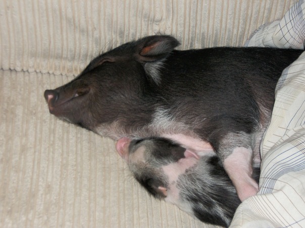 الحب مي تندر