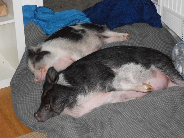 هذا الغطاء الجديد هو لينة جدا