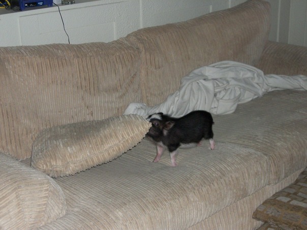 وضع فلدي ذلك حيث أريد لها