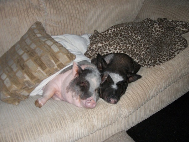 انها حياة صعبة