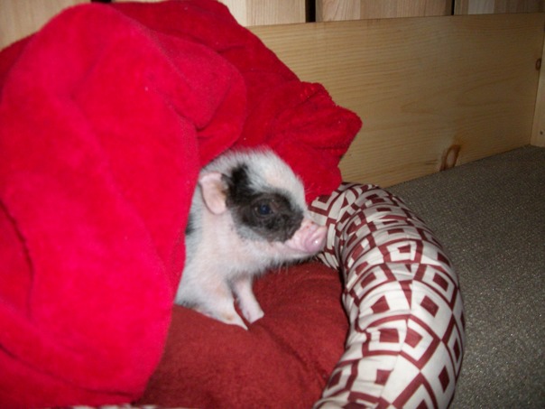 ضعي القليل من طفلة