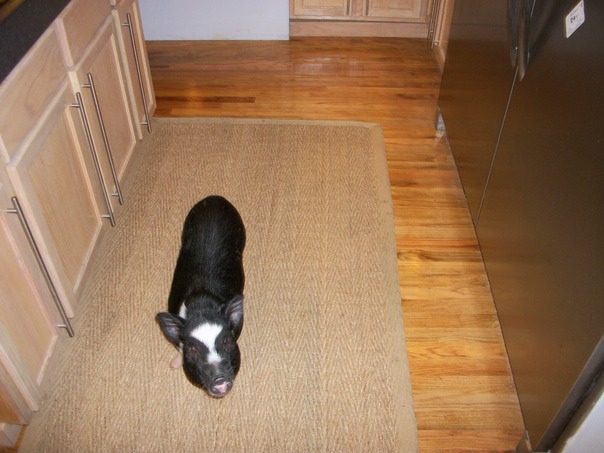 سوف تساعدك على طهي الطعام